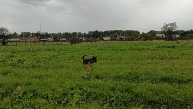 Влог/ Нора На Прогулке!)) #собака #овчарка #прогулка смотреть онлайн