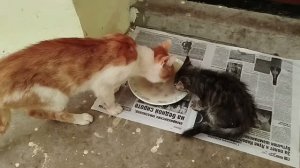 ДЕНЬ СТОЛЬНИКА У КОТИКОВ!😺🙏