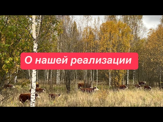 О реализации в нашем хозяйстве #герефорд #мяснойскот#откорм #бык #покупка#продажа #ферма #реализация смотреть онлайн