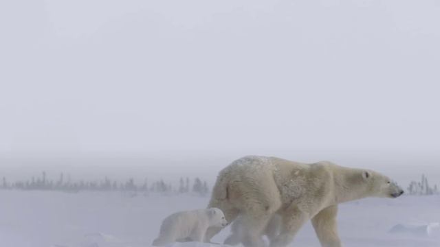 Video Editing + Motion Design