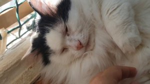 ВЗРОСЛЫЙ КОТИК КУЗЯ🥰💞💋
