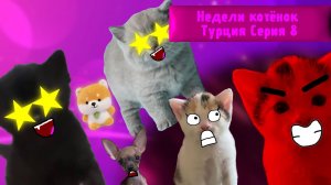 Недели котёнок Турция Серия 8