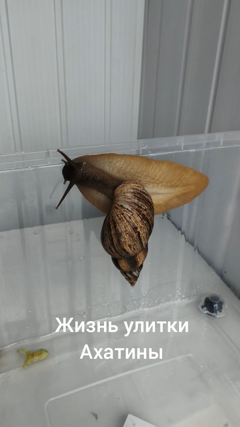 ЖИЗНЬ УЛИТКИ АХАТИНЫ РЕТИКУЛЯТЫ