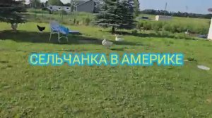 Сельчанка в Америке ПРИШЛО ВРЕМЯ СОБИРАТЬ ПЕРВЫЕ ПЛОДЫ США
