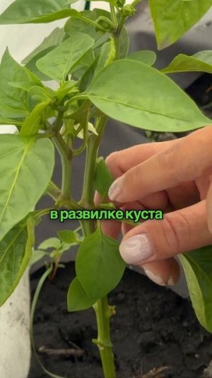 Если перцы перестали расти, причина чаще всего связана с условиями выращивания.