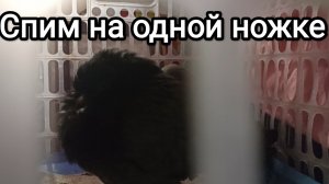 08-07-2026. Спим на одной ножке.