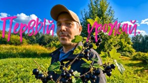 Первый урожай.