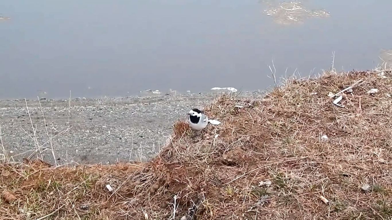 Рыбалка на Нижней Тунгуске. Ловля на закидушки. смотреть онлайн