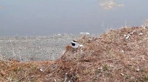 Рыбалка на Нижней Тунгуске. Ловля на закидушки.