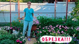 Все про обрезку разных сортов львиного зева!