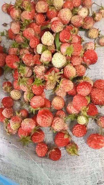 😍🌞 Настоящее летнее счастье! 🦋 Насыщеный день!👶🍓