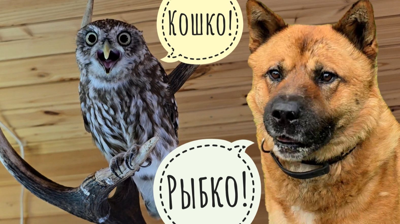 Кошка Морошка пришла поделать нервочки сычу Лучику. Фазаны оценивают подселенцев в вольере смотреть онлайн