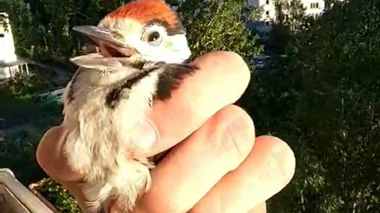 Дятел в городе.. woodpecker in the city смотреть онлайн