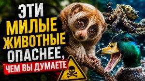 Эти Милые Животные Опаснее, Чем Вы Думаете