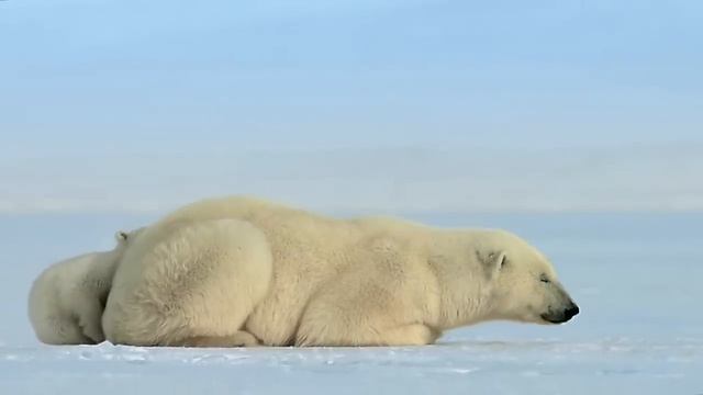 Polar bear cub is surprised by a seal - Snow Bears_ Preview - BBC