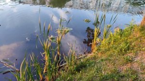 На Ивана ноченька мала..... 07.07.26.