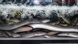Настоящий японский угорь, приготовленный на дубовом огне - Корейское барбекю из угря