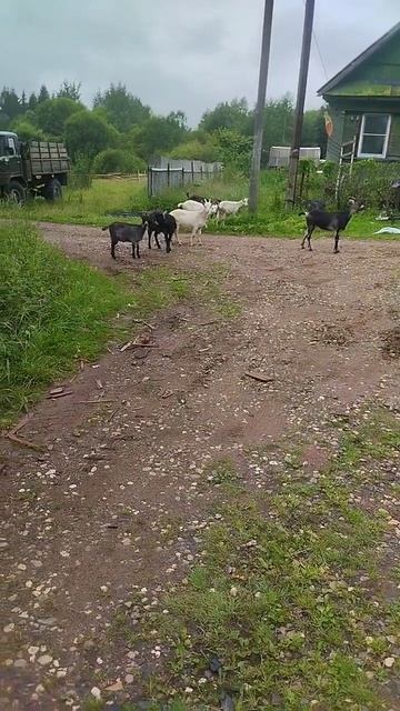 козлята смотреть онлайн