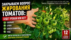 Закрываем вопрос про жирование томатов и их плодоношение. Эксперимент с индетерминантным томатом.