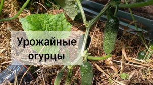 🥒 Огурчики на 6 июля 2026. Сорта. Дегустация