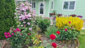 Покосили участок и навели порядок! 🏡Цветы🌹Теплицы🍅Томаты спеют🍅 Ленобласть 08.07.26г.