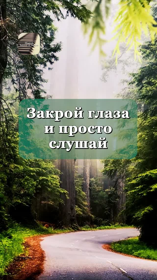 Утренний лес: пение птиц и спокойная музыка 🌲🐦🌲