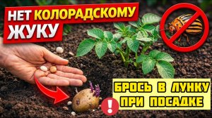 Картофель без химии! Простой способ победить колорадского жука