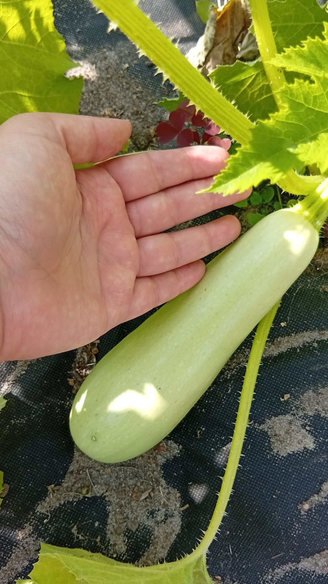 КАБАЧКИ РАСТУТ КАК ГРИБЫ / ОГОРОД СВОИМИ РУКАМИ  #дача #shorts #garden  #огород
