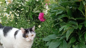 Дачный влог🌺🐿🌞