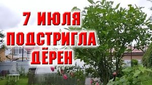 7 июля. Выпилила и обстригла дёрен Flaviramea