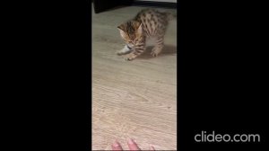 Милый и ласковый - ну просто чудо