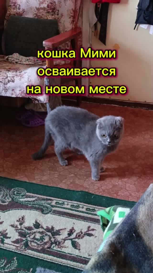 Забавные кошки.