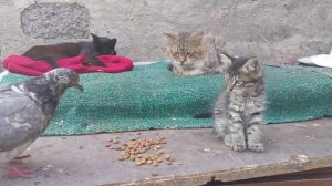 Котики