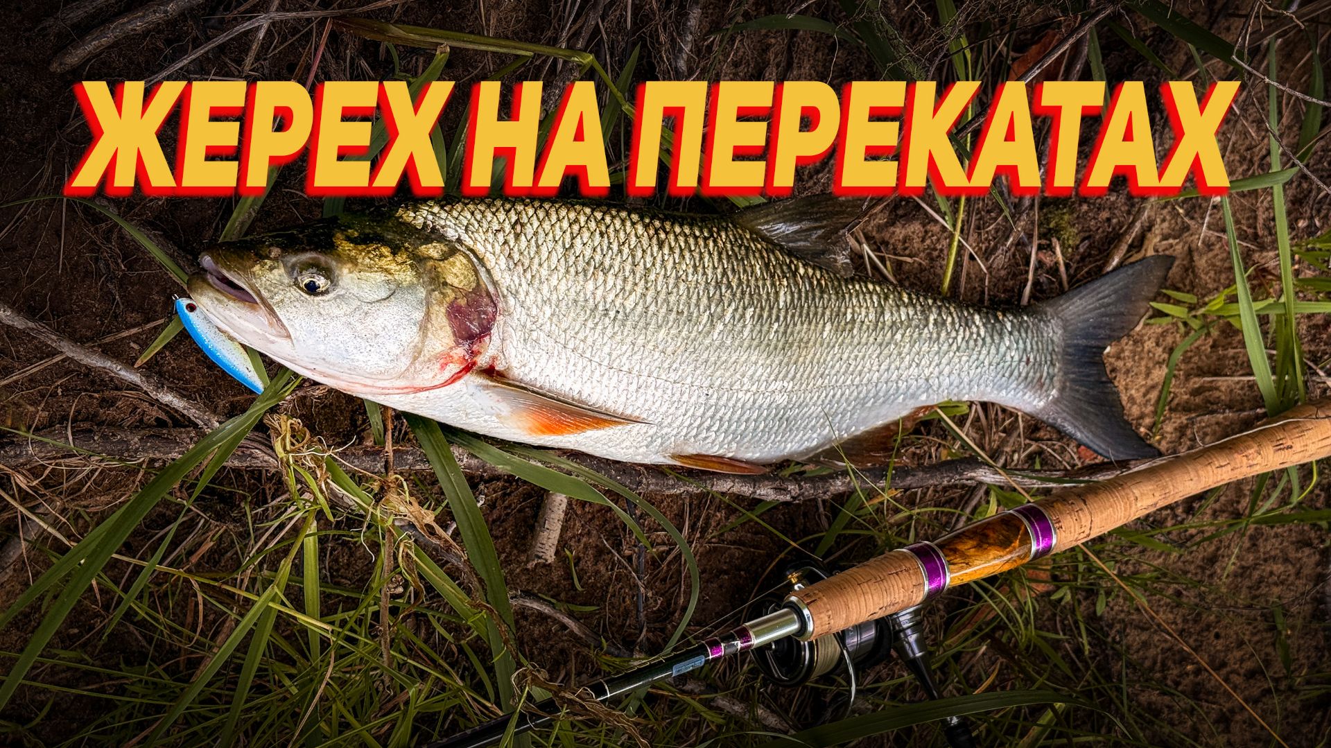 Жерех на перекатах | Рыбалка на спиннинг смотреть онлайн