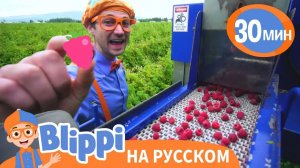 Песня Про Малину _ Обучающие песни для детей _ Blippi Russian