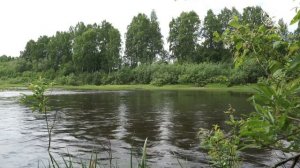 Река на Русском Севере | Летняя дикая природа 4K | Звуки леса и воды для релакса | ИЩИ ZEN