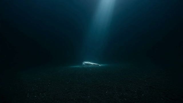 ARCTIC OCEAN DRIVE смотреть онлайн