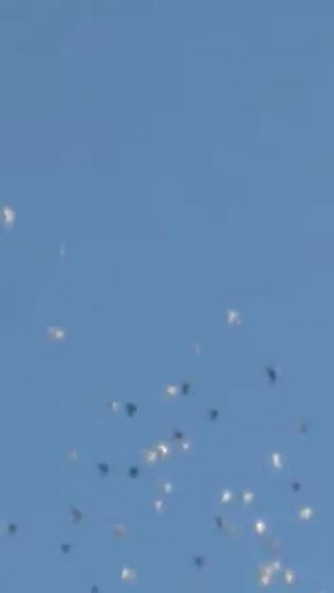 Голуби порхают