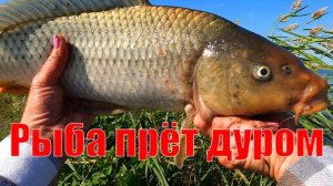 Сазаны уводят меня в камыш, а КАРАСЬ прёт дуром!!!