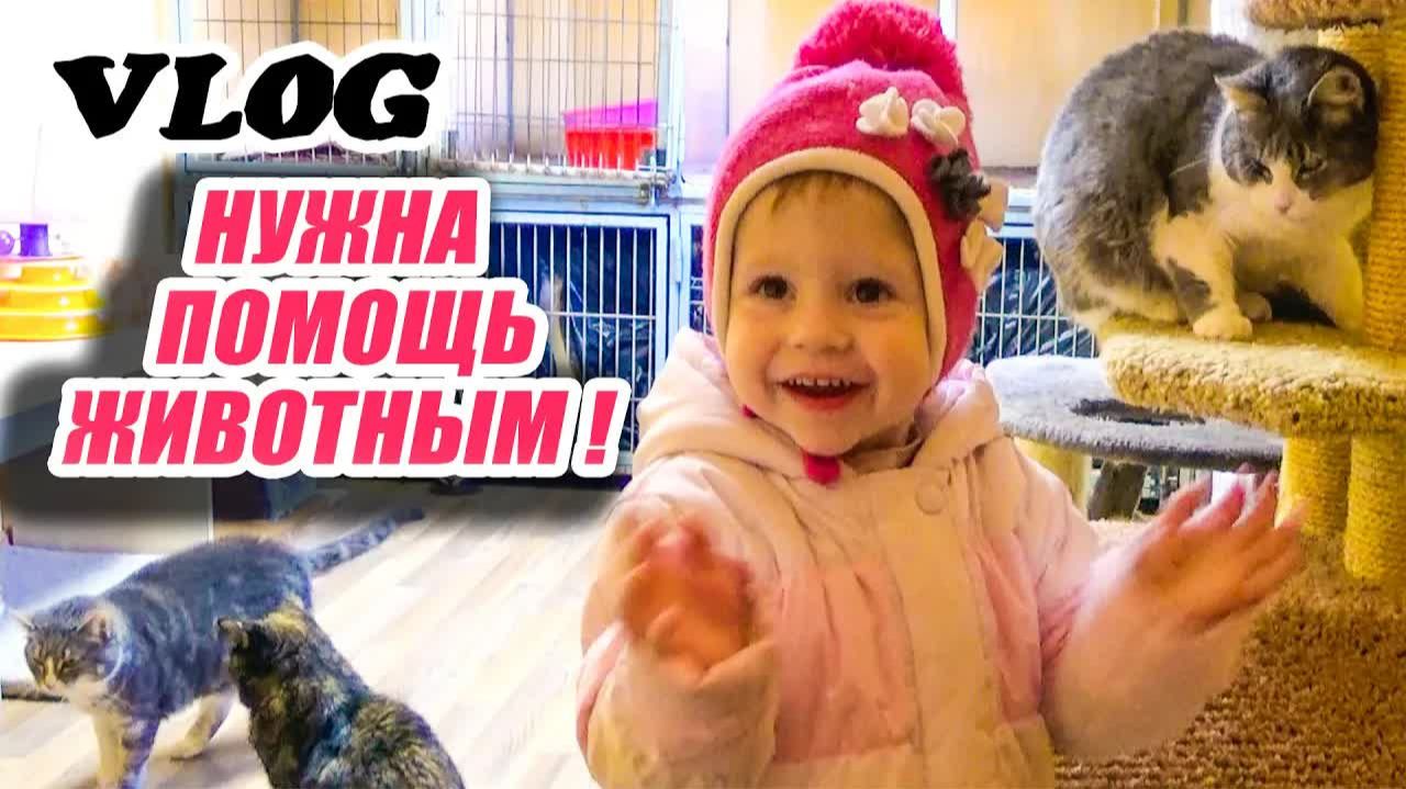 Влог: Спасаем животных! Едем в приют кошечек и собачек смотреть онлайн