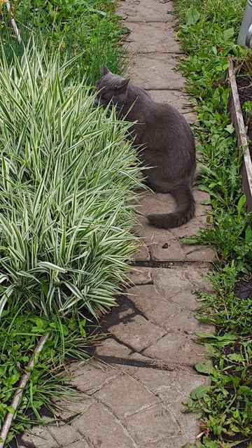 котик смотреть онлайн