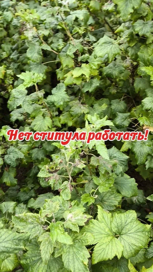 ЧТО ПРОИСХОДИТ❓Отбивают охоту работать❗🤦♀️
