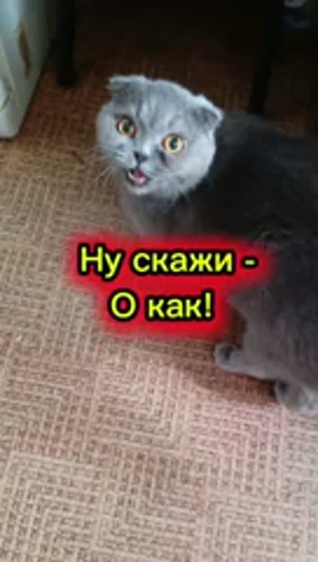 ЗАБАВНЫЕ КОШКИ 😁