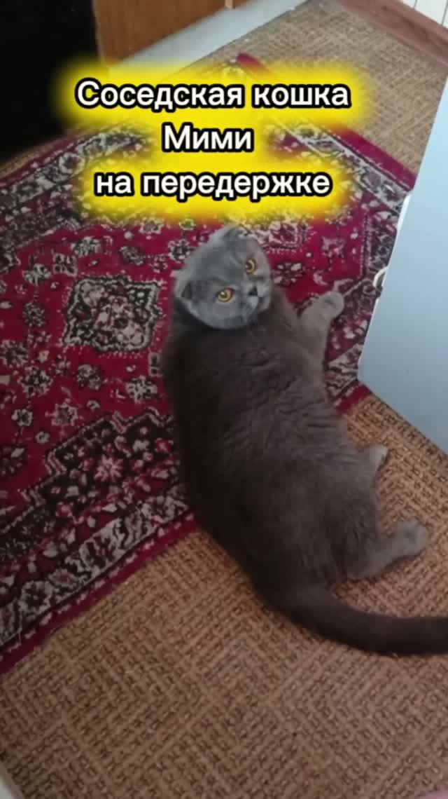 Как себя чувствует кошка в чужой квартире.