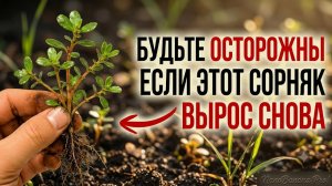 Почему портулак невозможно уничтожить и как этот сорняк выживает после каждой прополки