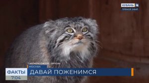 У самого популярного манула России Тимофея появились три кандидатки в невесты