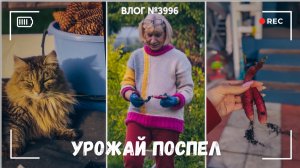 Наш первый урожай! | Что нашли в лесу -  ВЛОГ №3996 - 08.07.26