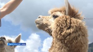 Ведущей одной из программ кузбасских «Вестей» может стать альпака