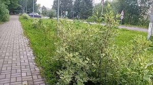 08-07-2026   18+  распаковка чек
