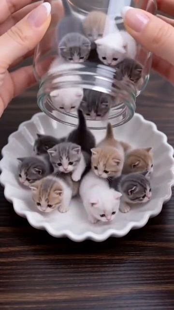 🥰 Осторожно, зашкаливает мимиметр! Полная банка котят